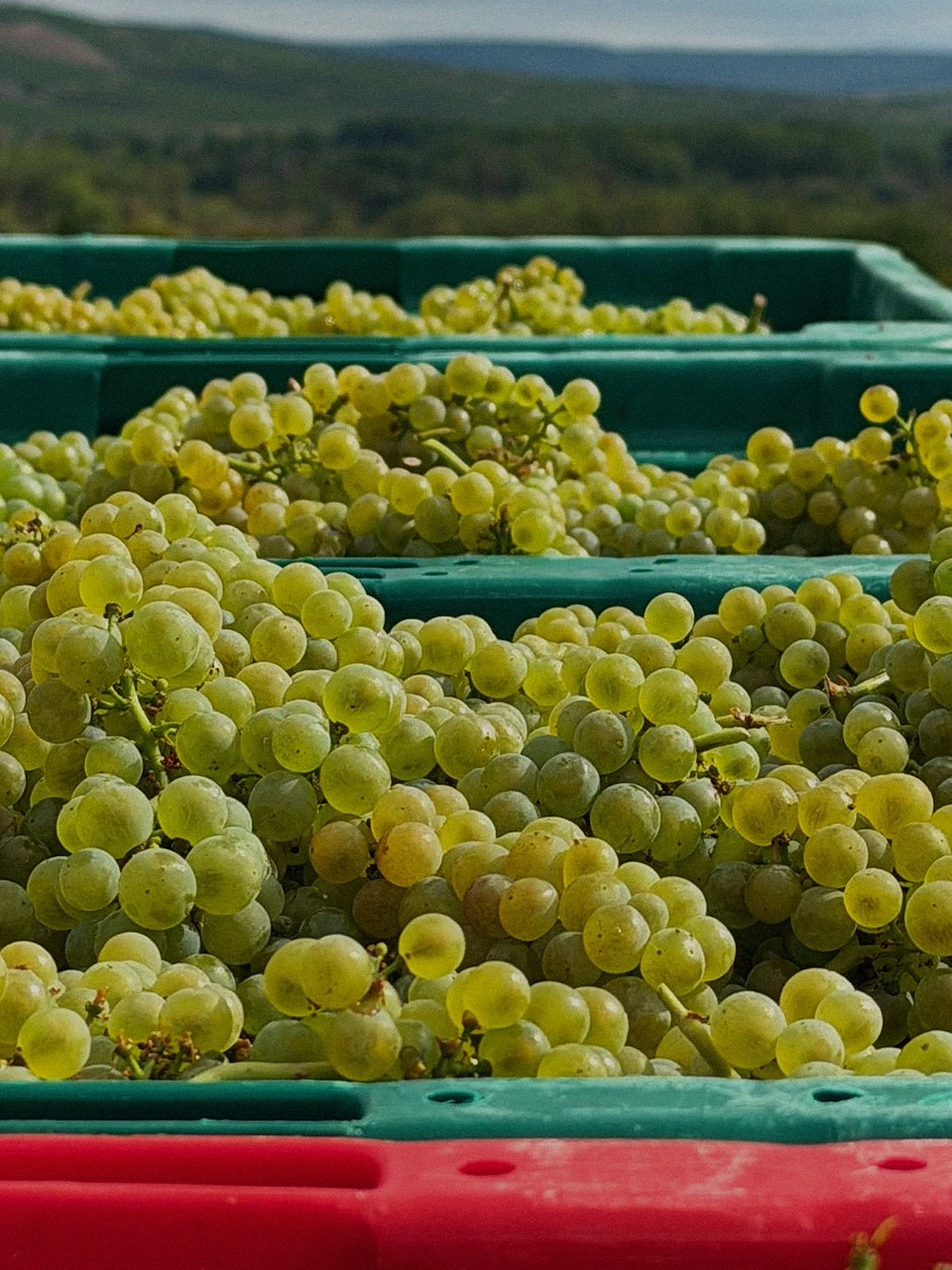Gros plan sur des caisses vertes et rouges remplies de grappes de raisin blanc